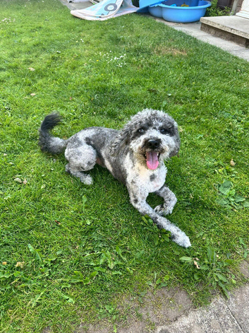 F1b Merle Cockapoo Available for Stud &ndash; Ziggy