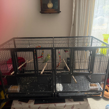 2 budgies with Cage