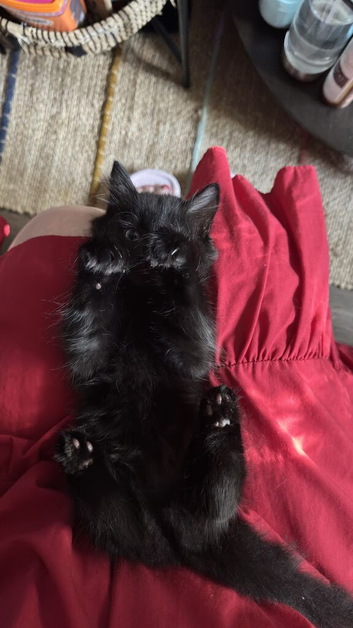 Beautiful kittens. &zwj; ready now x