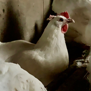 Purebred La Bresse Gauloise hatching eggs available