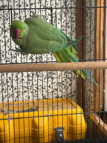 Green Indian ringneck male