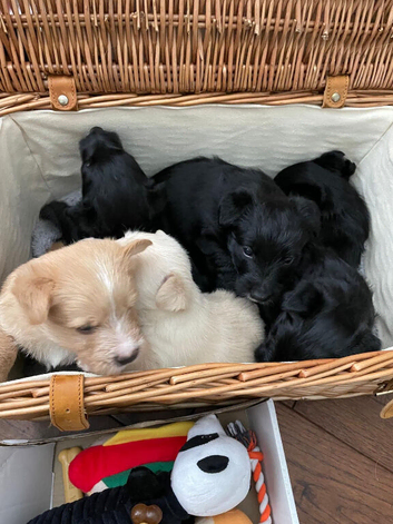 Scottish Terrier Puppies for Sale