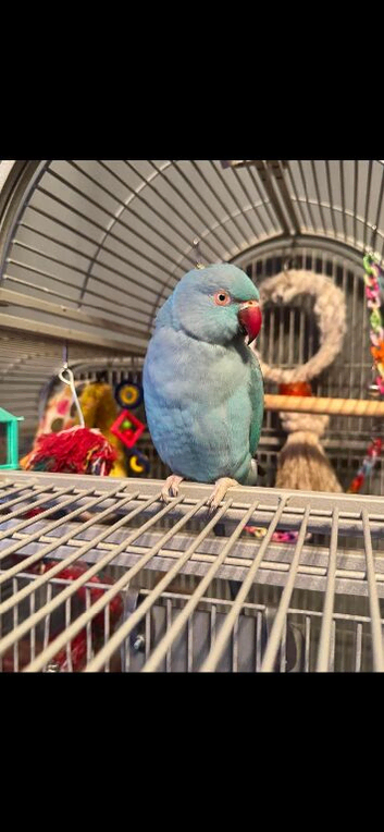 Female Indian ring neck