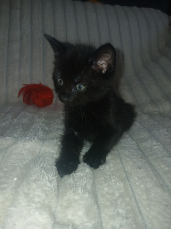 2 beautiful fluffy kittens