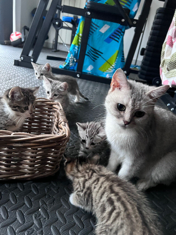 Adorable 8 Week Old Fluffy Domestic Shorthairs