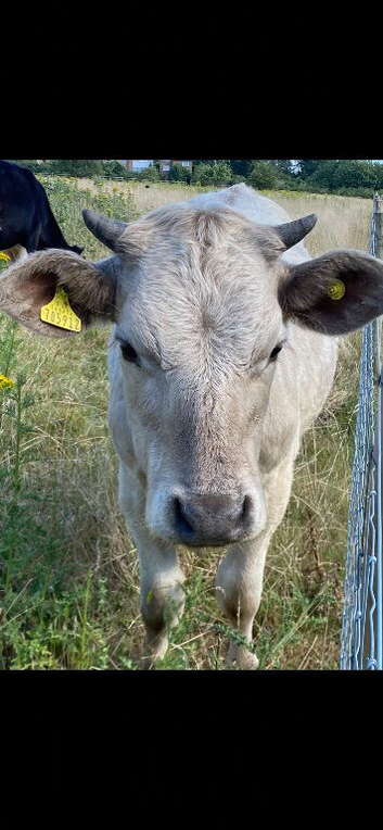 Cows and bullocks for sale