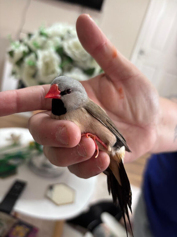 Heck's finch long tail finch