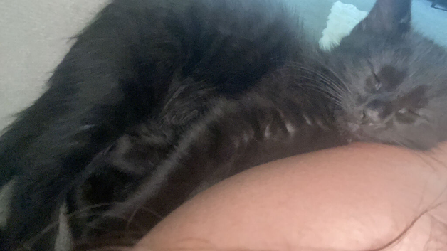 Looking to rehome male kitten