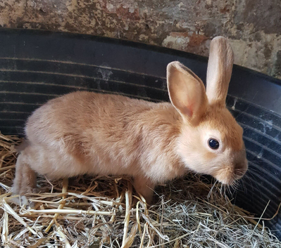 Netherland dwarf cross mini rex rabbits