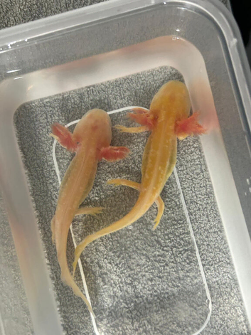 Axolots