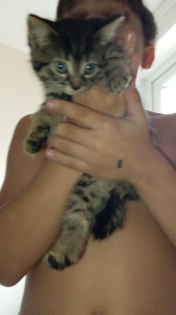 Full breed siberbian tabby kittens