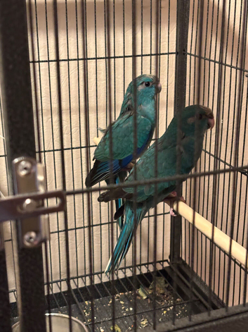 Kakariki parakeet