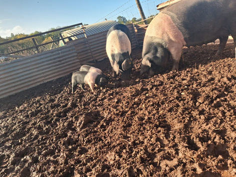 British pure bread Saddleback weaners