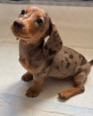 Outstanding chocolate and cream dapple dachshunds