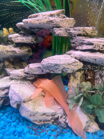 Tropical fish