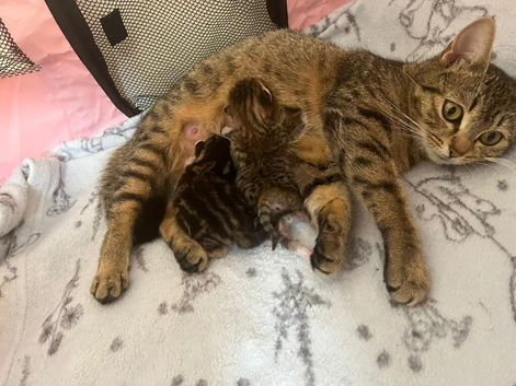 Female Tabby Kitten