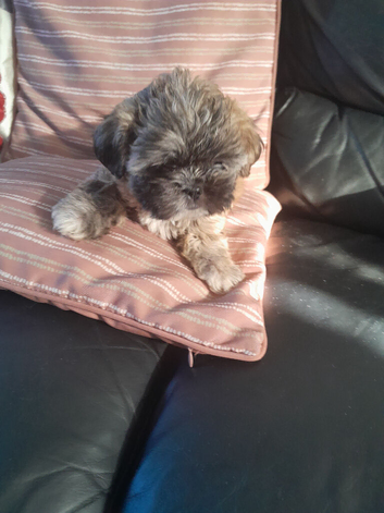 1 lovely and playful girl shih tzu puppy available