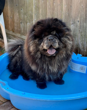 Merle chow stud - blue and Tan