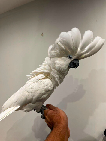 Umbrella cockatoo READY