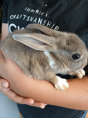 Beautiful tiny Dutch/Lionhead baby