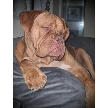 Stud available
