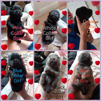 6 KC Registered Chow Chow Puppies