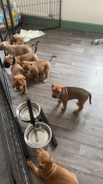 American Bulldog X Bullmastiff