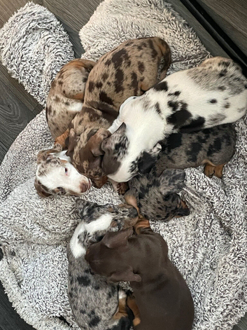Miniature Dachshunds