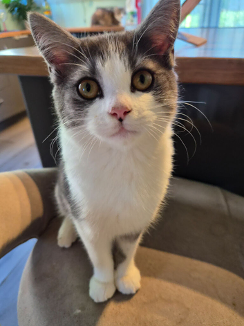 Ready now Beautiful British long haired kitten