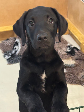 Kc registered Labrador pups