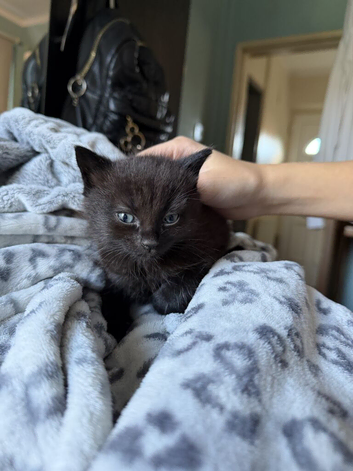 Bombay Kittens