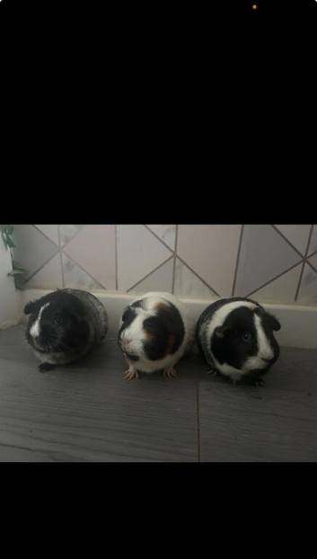 3 girl Guinea pigs