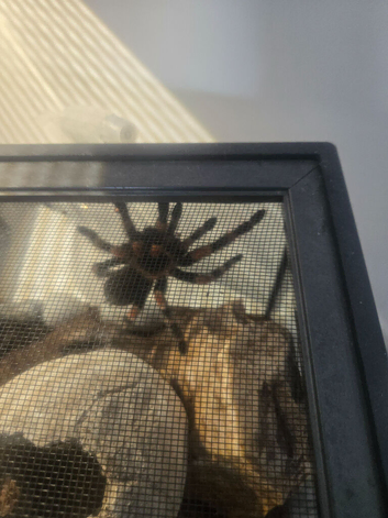 Female red knee tarantula