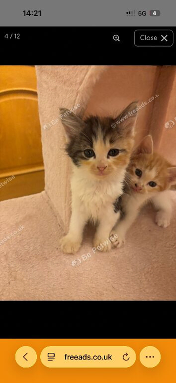 Ragdoll X Kittens