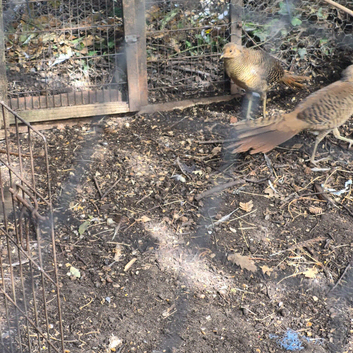 Golden pheasant