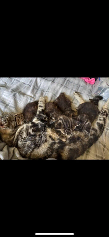 Two male tabby twins(very loving)