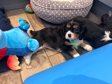 Gorgeous Cavalier Puppies