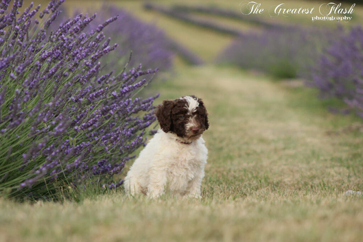 Spanish water dog RKC register