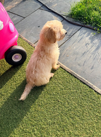 Asian Maltipoo Puppy