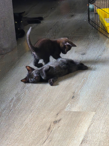 2 black kittens