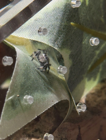 Female Jumping Spider + Enclosure and Decor