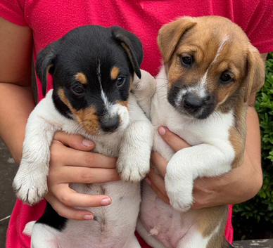 Jack Russell puppies for sale