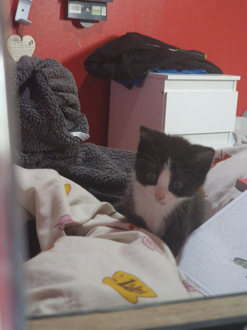Male kitten
