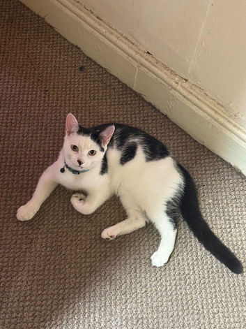Boy kitten