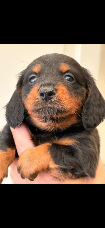 Full breed