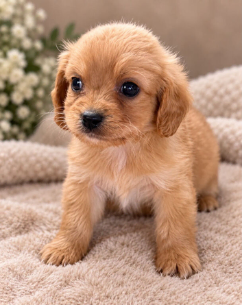 Two Cavachons puppies ready to leave