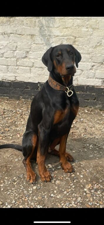 Doberman for stud (proven)