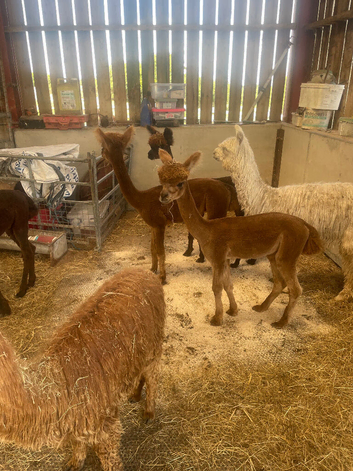 Yearling Alpaca boys