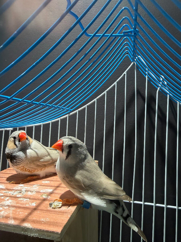 Pair of zebra finches with cage