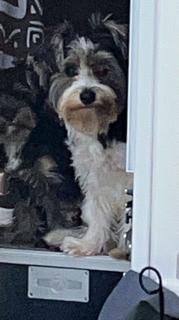Biewer terrier